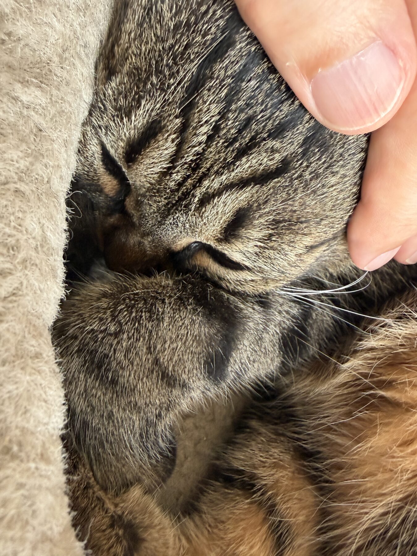 猫が可愛すぎて困る話し