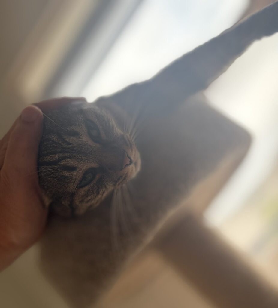 猫撫で