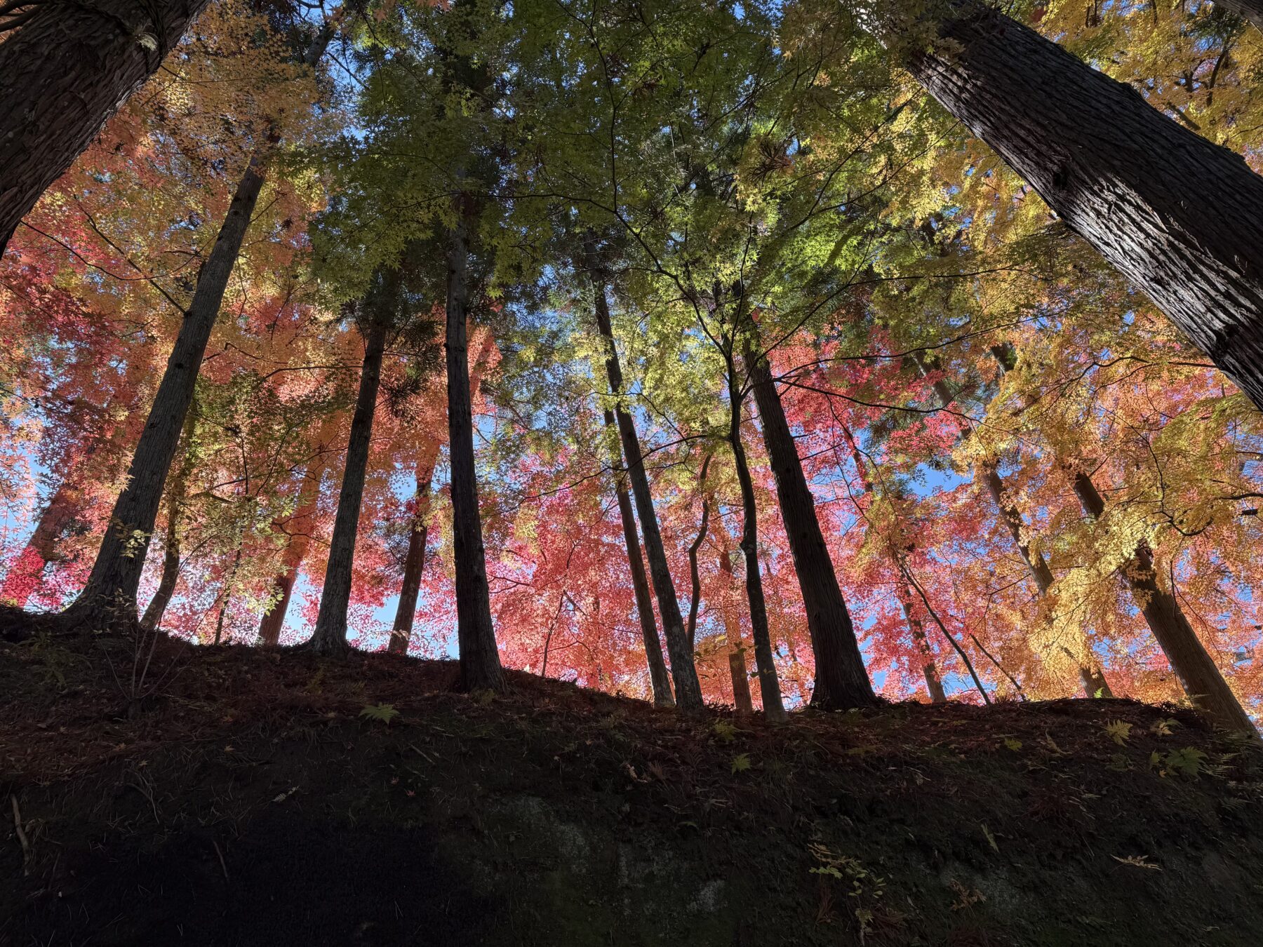 円通院の紅葉（2025/11/23）見頃後半？