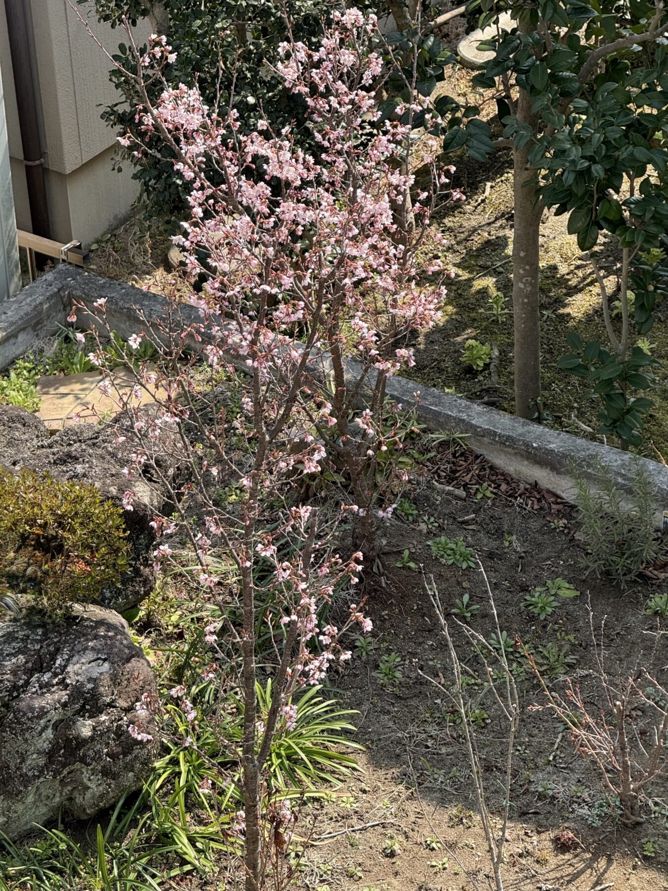 啓翁桜